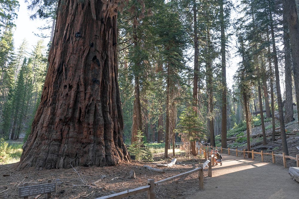 The imposing Mariposa Grove of Giant Sequoias in Yosemite, featuring a massive sequoia tree trunk with a signboard, surrounded by a fenced pathway to protect the delicate root systems, emphasizing the scale and conservation of these ancient trees